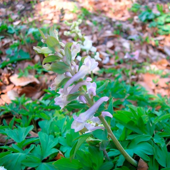 Corydalis cava, colombina cava - Foto di Giampaolo Filippucci, Tiziana Ravagli