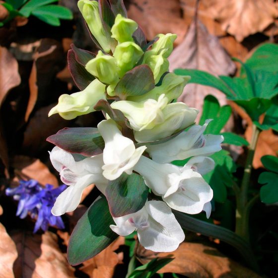 Corydalis cava, colombina cava - Foto di Giampaolo Filippucci, Tiziana Ravagli