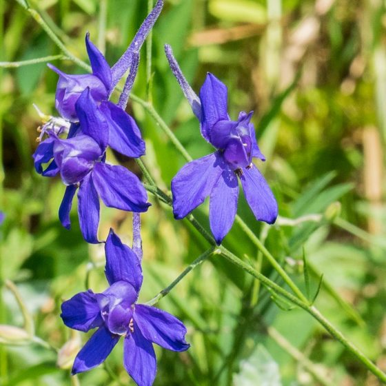 Parco di Colfiorito, Delphinium consolida, erba cornetta (specie tossica/velenosa), domenica 18 giugno 2017, Festa dei Boschi