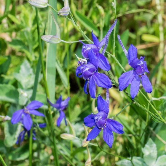 Parco di Colfiorito, Delphinium consolida, erba cornetta (specie tossica/velenosa), domenica 18 giugno 2017, Festa dei Boschi