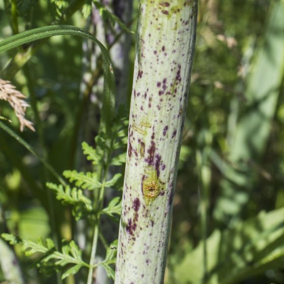 Cicuta, parco di Colfiorito