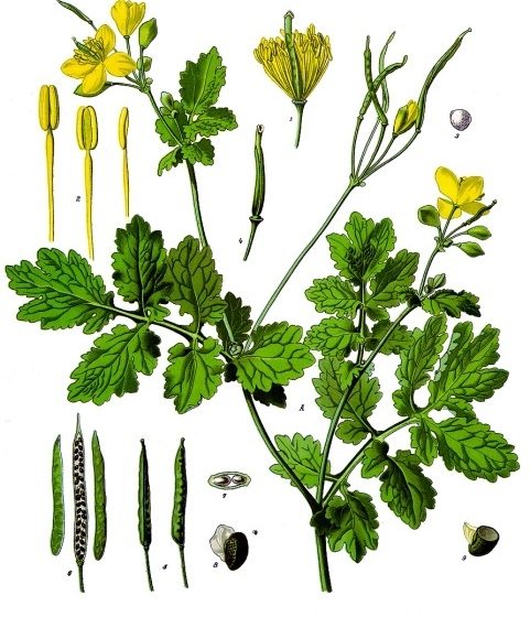 Chelidonium majus, tavola tratta da [Köhler's Medizinal, Pflanzen Di Franz Eugen Köhler, List of Koehler Images, Pubblico dominio, commons.wikimedia.org/w/index.php?curid=255299]