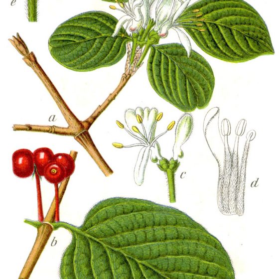 Lonicera xylosteum, tavola [da wikimedia, di Johann Georg Sturm (Painter: Jacob Sturm) - Figure from Deutschlands Flora in Abbildungen www.biolib.de, Pubblico dominio, commons.wikimedia.org/w/index.php?curid=740366]