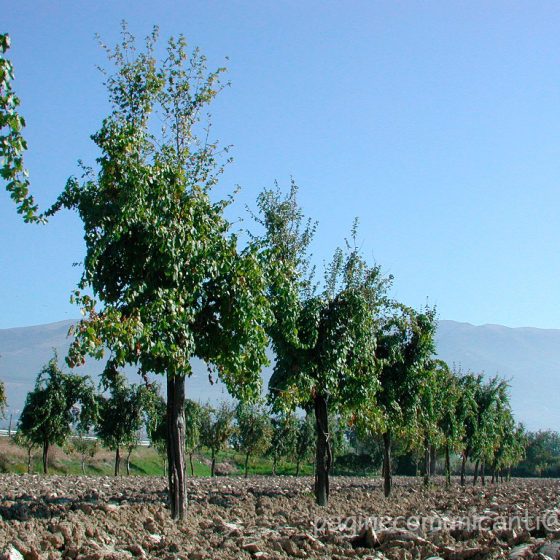 Filari di piantate - Foto di Giampaolo Filippucci, Tiziana Ravagli