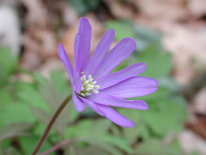 Anemone apennina - Foto di Giampaolo Filippucci, Tiziana Ravagli