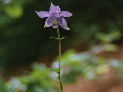 Aquilegia, amor nascosto, colombina