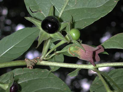 Frutti e fiore di belladonna - Foto di Giampaolo Filippucci, Tiziana Ravagli