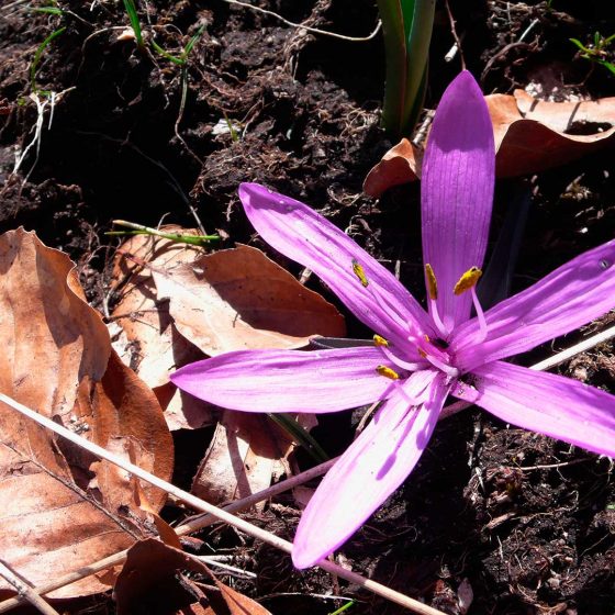 Colchico di primavera, colchico multicolore, : Colchicum bulbocodium subsp. versicolor - Foto di Giampaolo Filippucci, Tiziana Ravagli