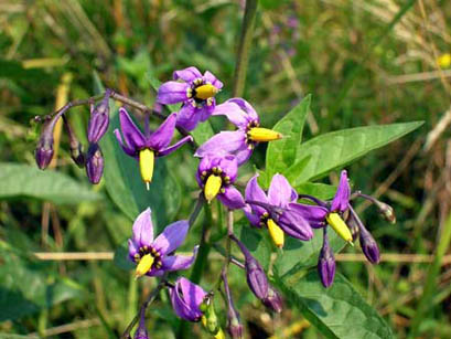 Solanum dulcamara, dulcamara - Foto di Giampaolo Filippucci, Tiziana Ravagli