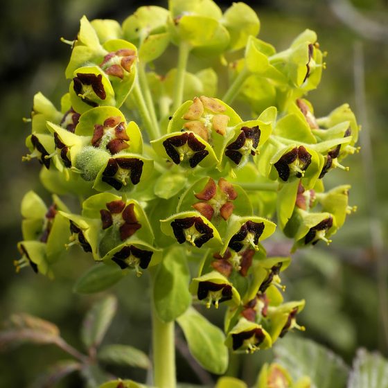 Euphorbia characias L.[Da wikimedia, foto di © Hans Hillewaert / CC BY-SA 3.0, commons.wikimedia.org/w/index.php?curid=3847525]