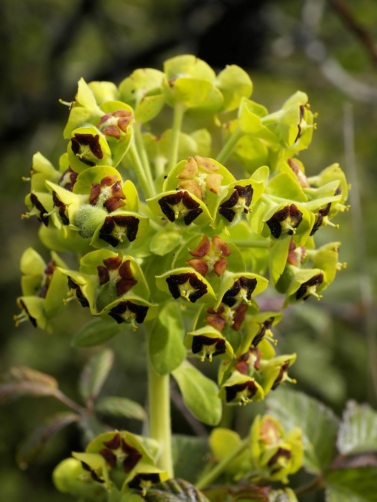 Euphorbia characias L.[Da wikimedia, foto di © Hans Hillewaert / CC BY-SA 3.0, commons.wikimedia.org/w/index.php?curid=3847525]