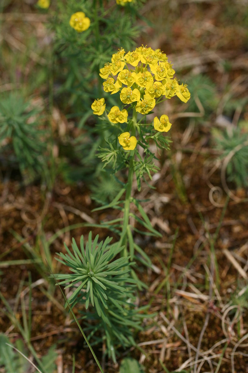 Euforbia cipressina