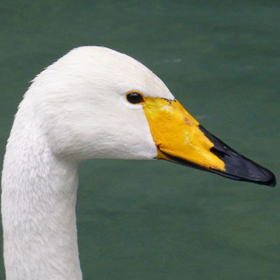 Cygnus cygnus, cigno selvatico [da wikimedia, foto di Wald1siedel Opera propria, CC BY-SA 4.0commons.wikimedia.org/w/index.php?curid=34692591]