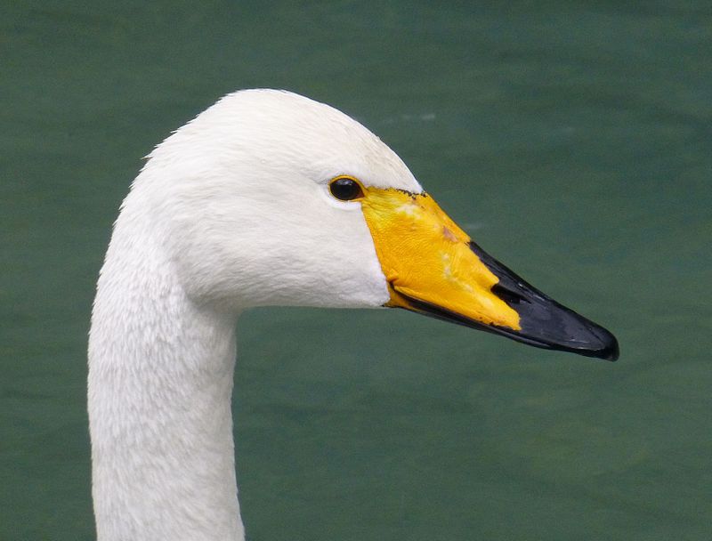 Cigno selvatico