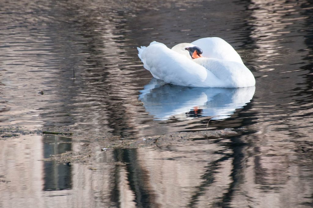 Cigno reale alle Fonti del Clitunno - Foto di Giampaolo Filippucci, Tiziana Ravagli