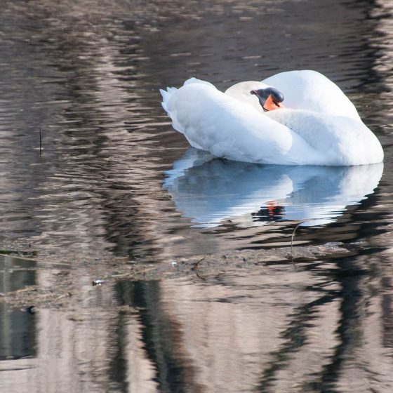 Cigno reale alle Fonti del Clitunno - Foto di Giampaolo Filippucci, Tiziana Ravagli