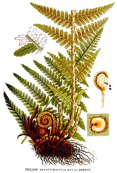 Dryopteris filix mas, felce maschio [Da wikimedia This image is in the public domain because the copyrights of the original work of art have expired. It is a reproduction of a painting by the Swedish botanist C. A. M. Lindman (1856–1928), taken from his book(s) Bilder ur Nordens Flora (first edition published 1901–1905, supplemented edition 1917–1926?). See Projekt Runeberg for more information and for the source scans, and biolib.de/MPIPZ for processed image versions. L'autore è deceduto nel 1928, quindi quest'opera è nel pubblico dominio anche in tutti i Paesi e nelle aree in cui la durata del copyright è la vita dell'autore più 80 anni o meno. Quest'opera è nel pubblico dominio negli Stati Uniti in quanto pubblicata (o registrata all'U.S. Copyright Office) prima del 1º gennaio 1923. Questo file è stato identificato come libero da restrizioni conosciute riguardanti le leggi sul copyright, compresi tutti i diritti connessi e vicini.]