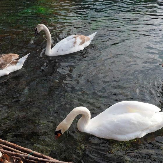 Cigno reale alle Fonti del Clitunno - Foto di Giampaolo Filippucci, Tiziana Ravagli