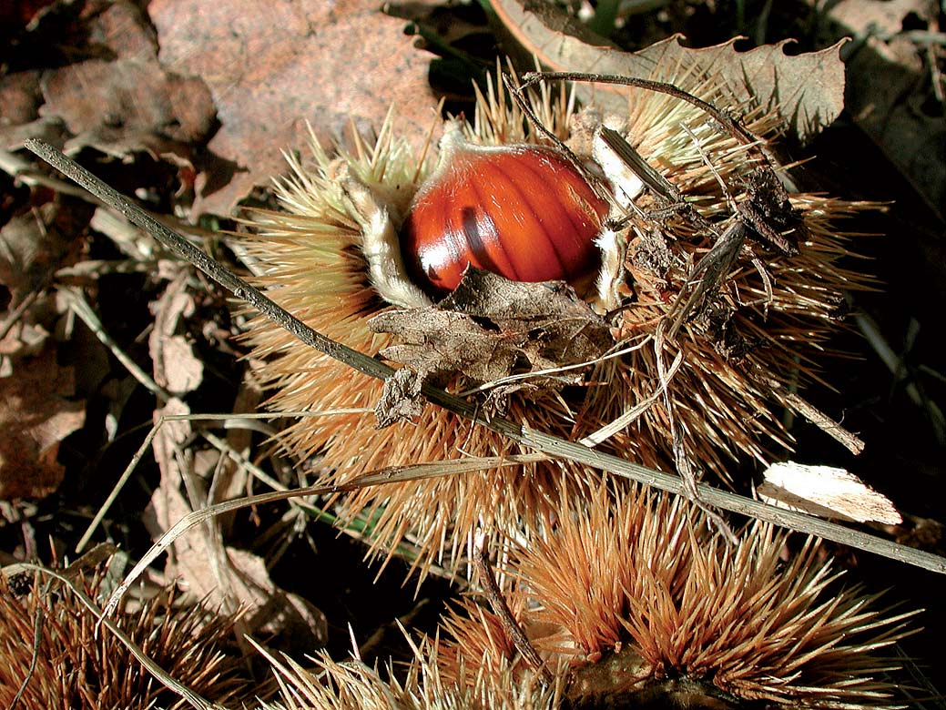 Fagaceae – Ambiente e Biodiversità