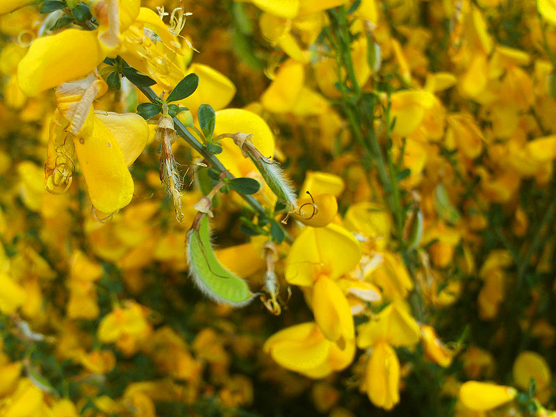 Ginestra dei carbonai