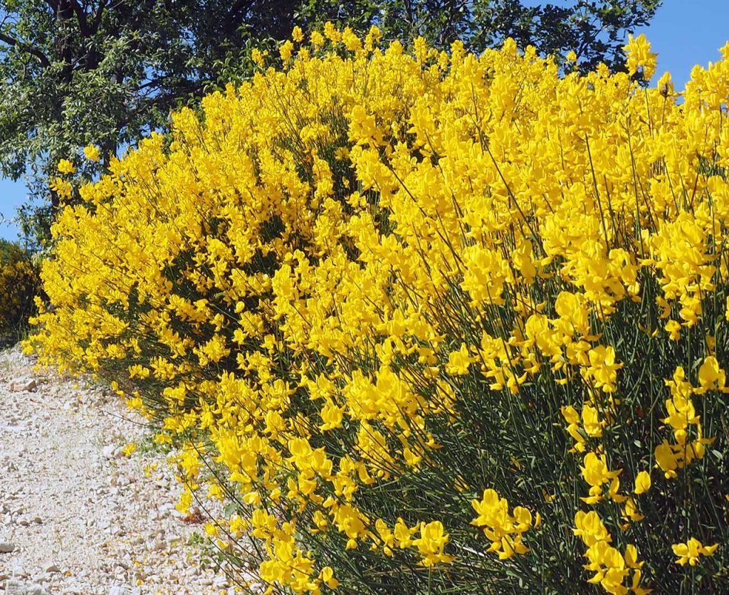 Ginestra odorosa