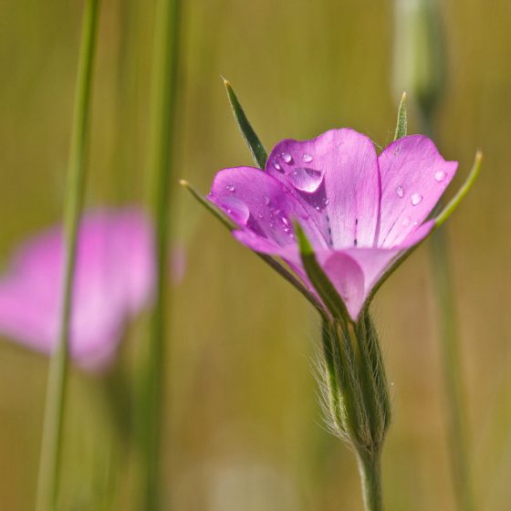 Agrostemma githago [photo credit: Sarah Gregg | Italy www.flickr.com/photos/100815078@N03/10314311625 Agrostemma githago BS060613-251 via photopin.com]