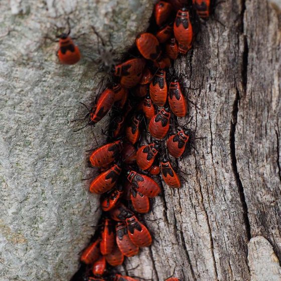 Pyrrhocoris apterus, cimice rosso nera, carabiniera, ninfe