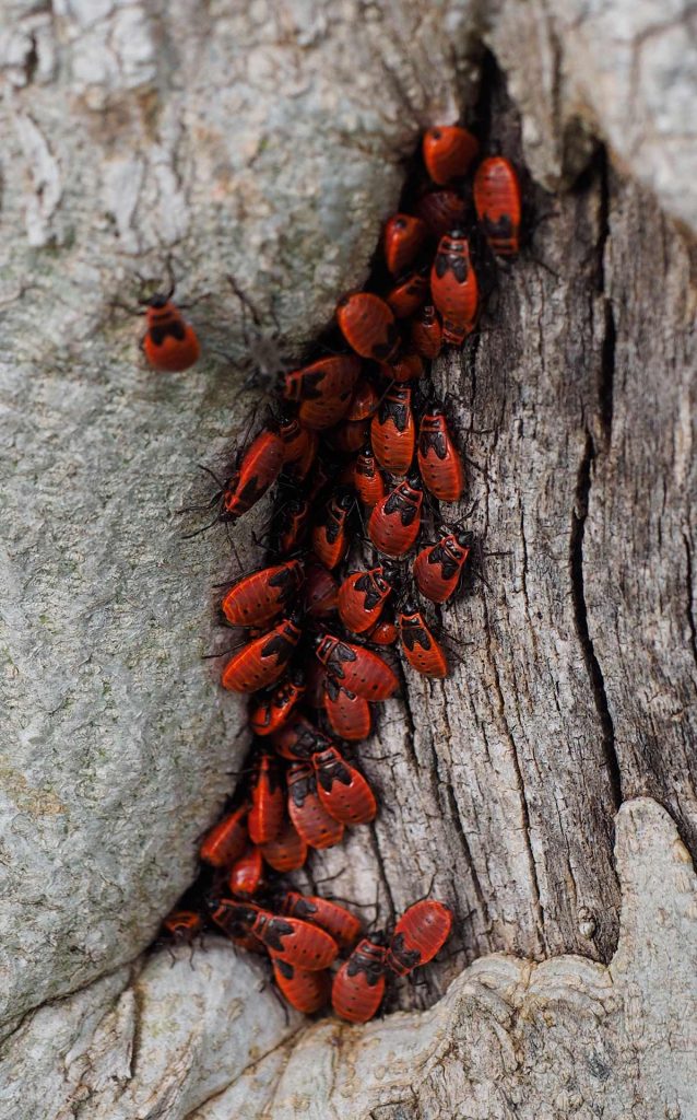 Pyrrhocoris apterus, cimice rosso nera, carabiniera, ninfe