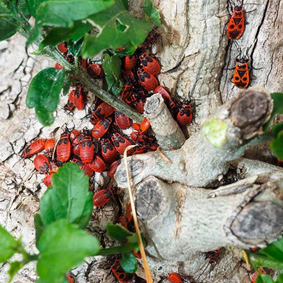 Pyrrhocoris apterus, cimice rosso nera, carabiniera, ninfe e adulti