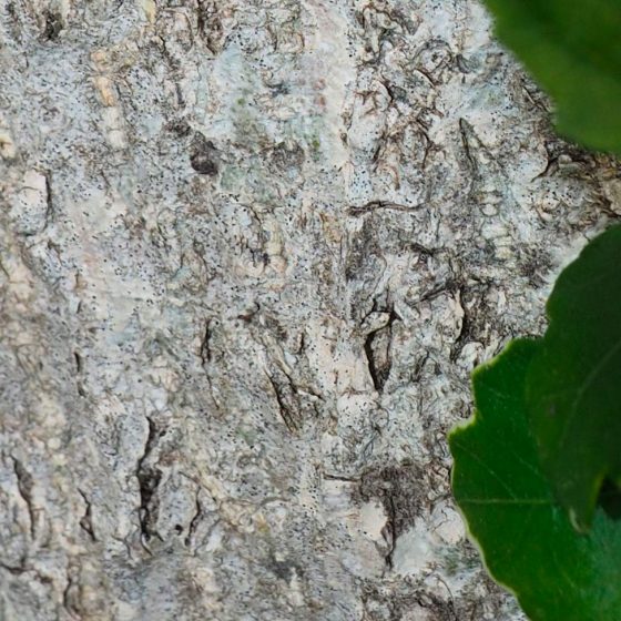 Pyrrhocoris apterus, cimice rosso nera, carabiniera (in basso una ninfa, in alto un esemplare in uno stadio giovanile di ninfa)