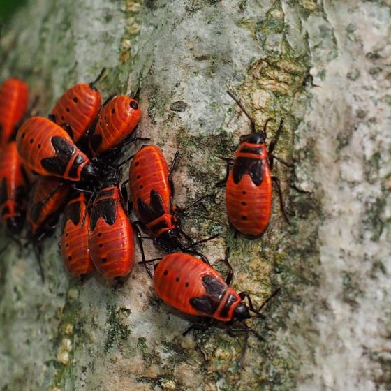 Pyrrhocoris apterus, cimice rosso nera, carabiniera