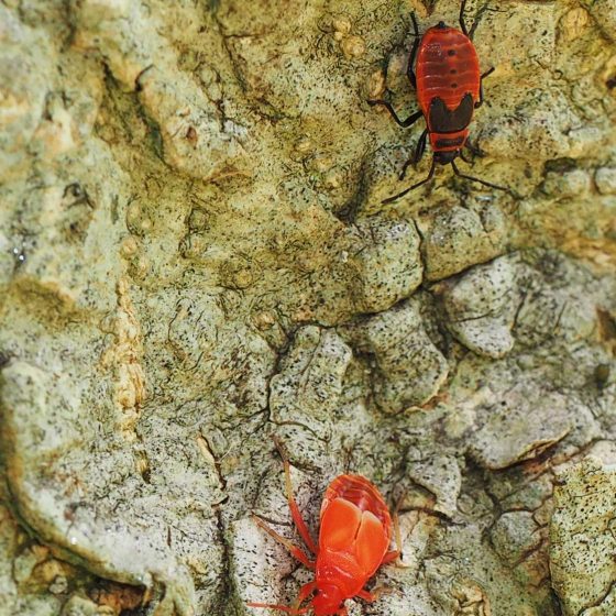 Pyrrhocoris apterus, cimice rosso nera, carabiniera (in alto una ninfa, in basso un esemplare in uno stadio giovanile di ninfa)