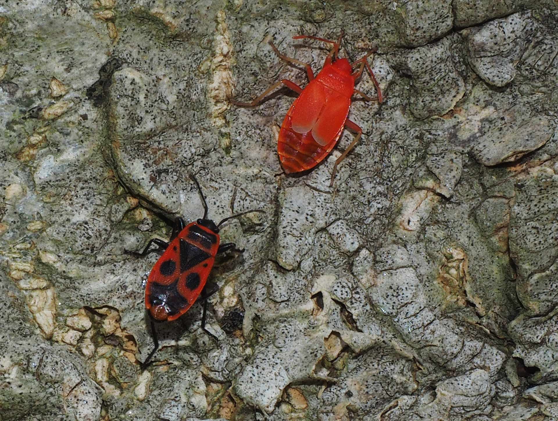 Cimice rosso nera, carabiniera