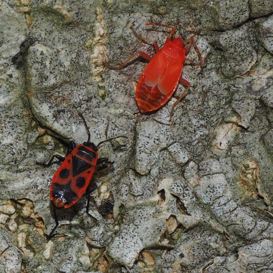 Pyrrhocoris apterus, cimice rosso nera, in basso un esemplare dalla colorazione tipica, in alto un esemplare in uno stadio giovanile di ninfa