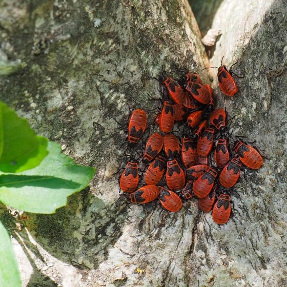 Pyrrhocoris apterus, cimice rosso nera, carabiniera, ninfe