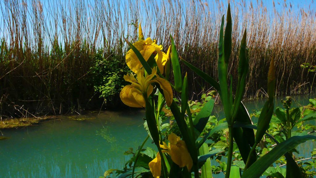 Iris giallo lungo il fiume Clitunno