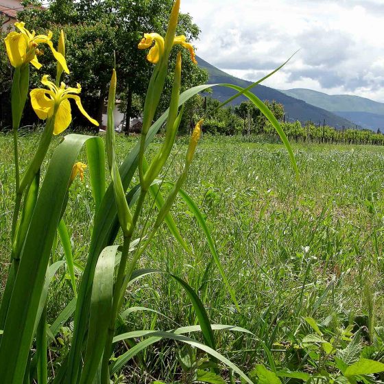 Iris giallo