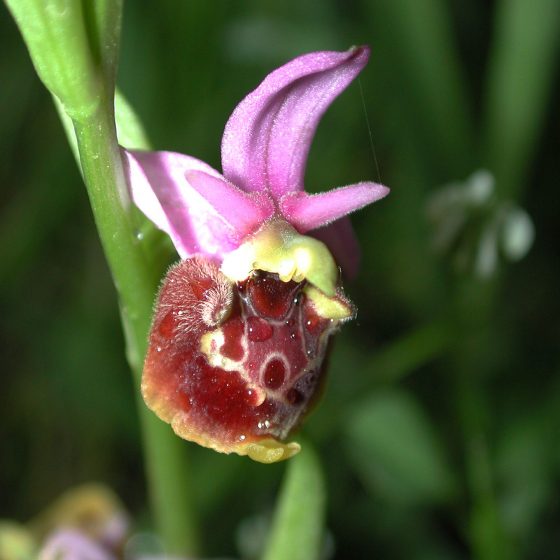 Ophrys holosericea subsp. appennina, argine del torrente Tatarena, Trevi