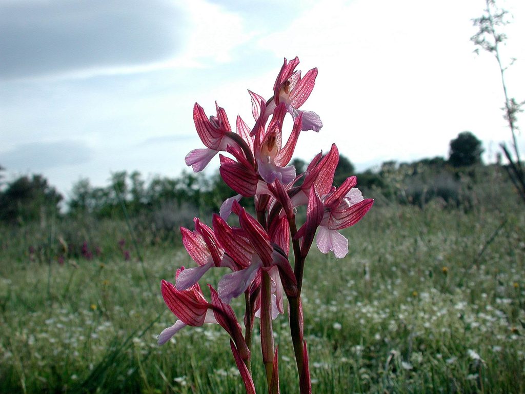 Anacamptis papilionacea, orchidea farfalla, Manciano, Trevi (al tramonto)