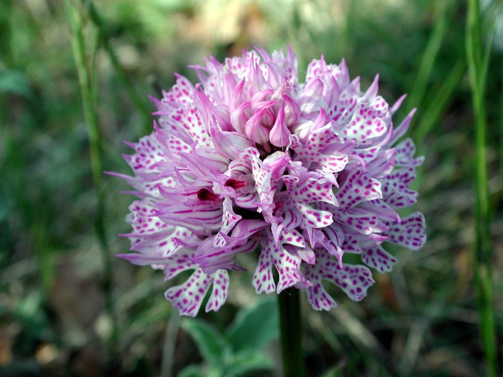 Neotinea tridentata, orchidea tridentata, orchidea screziata, Trevi