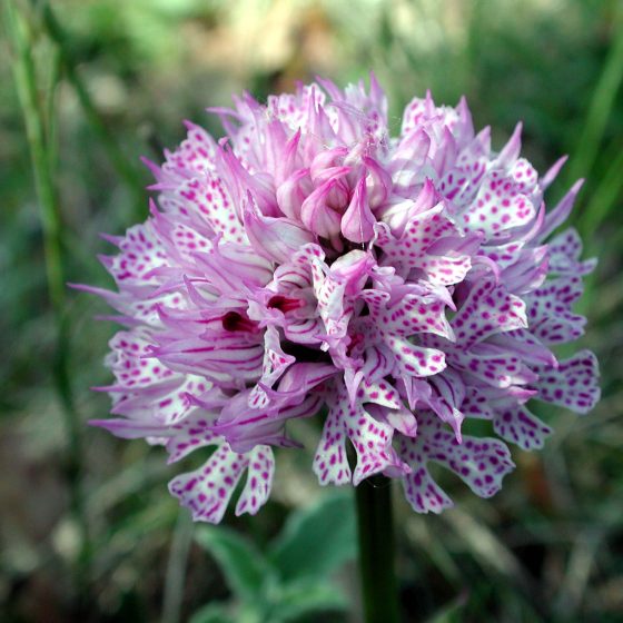 Neotinea tridentata, orchidea tridentata, orchidea screziata, Trevi