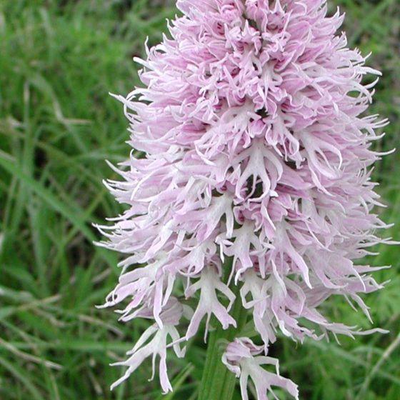 Orchis italica, orchidea italiana, Trevi, argine del torrente Tatarena