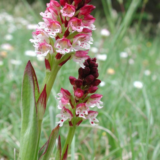 Neotinea ustulata, orchidea bruciacchiata, monte Brunette, Trevi