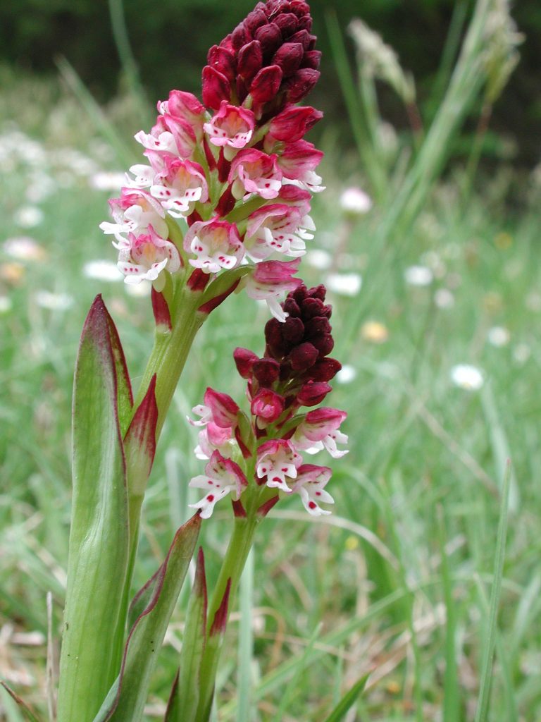 Neotinea ustulata, orchidea bruciacchiata, monte Brunette, Trevi