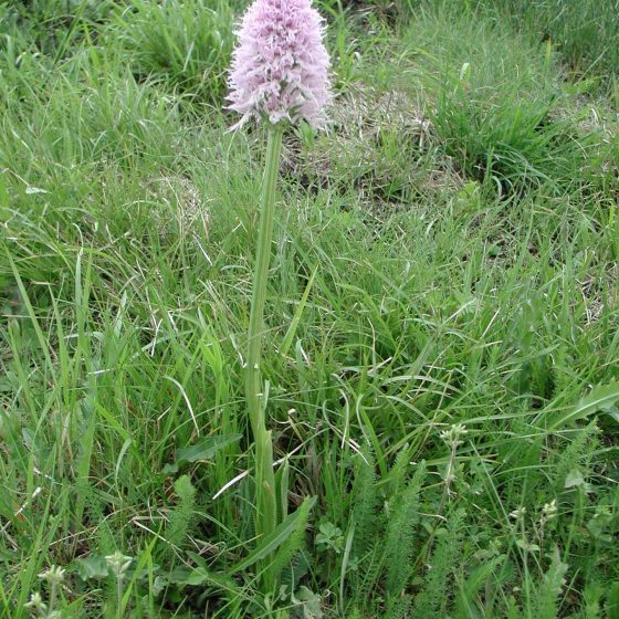 Orchis italica, orchidea italiana, Trevi, argine del torrente Tatarena