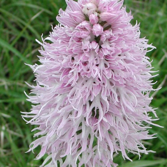 Orchis italica, orchidea italiana, Trevi, argine del torrente Tatarena