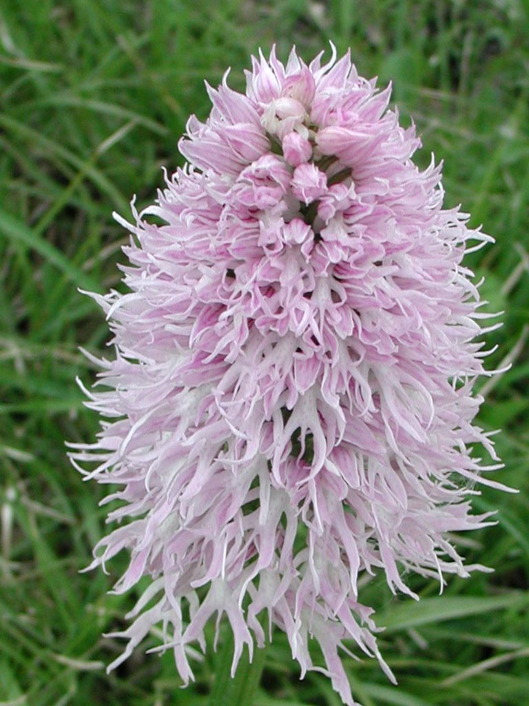 Orchis italica, orchidea italiana, Trevi, argine del torrente Tatarena