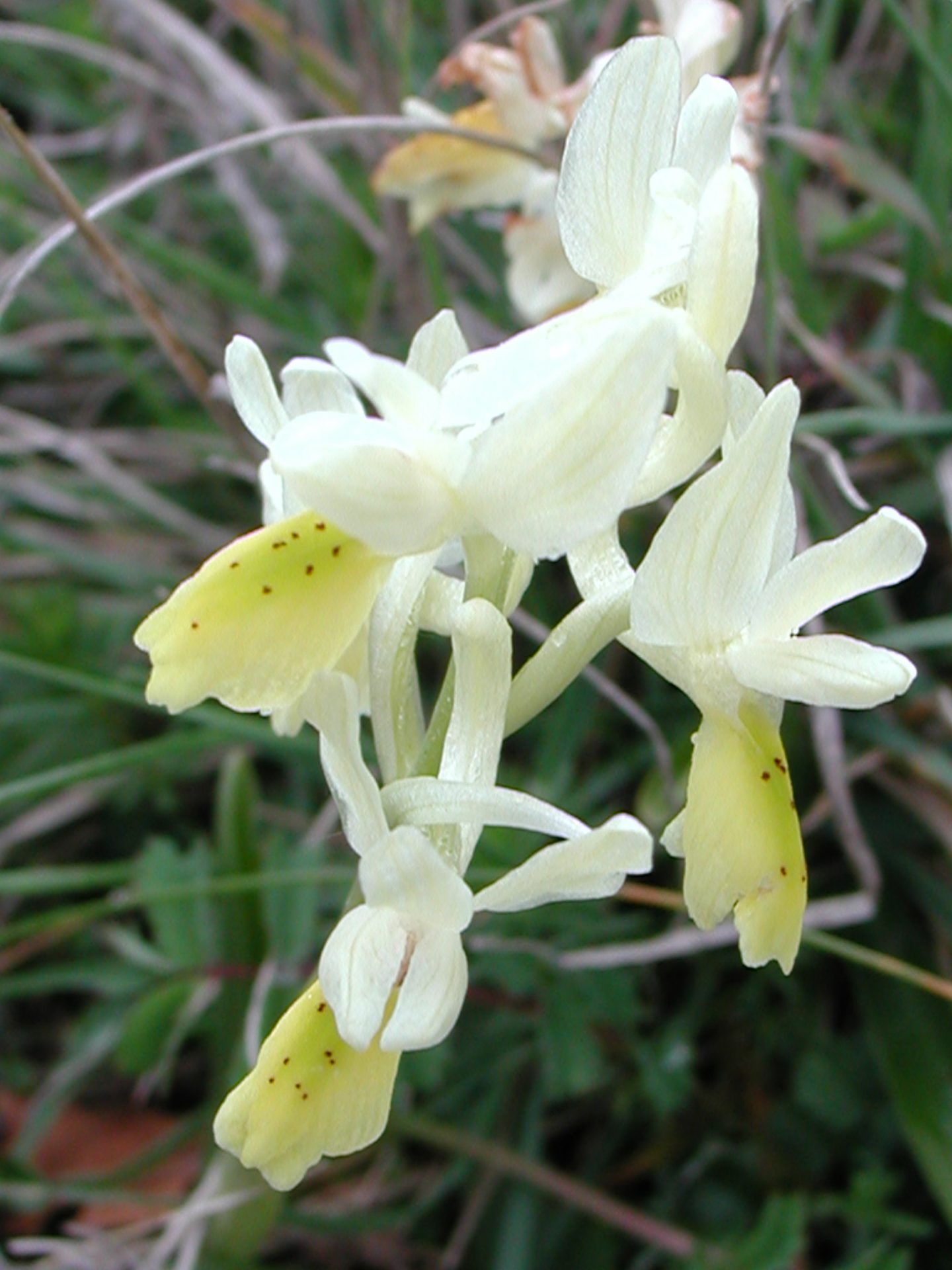 Orchidea gialla