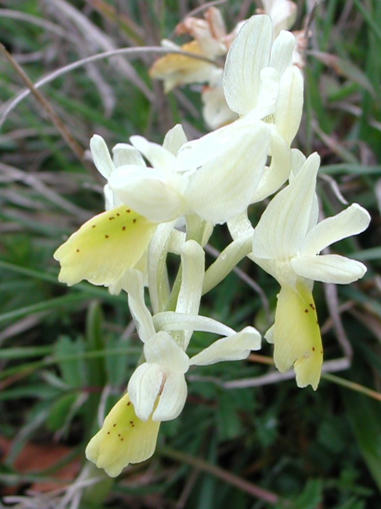 Orchis pauciflora, orchidea gialla, Trevi, monte Caprile