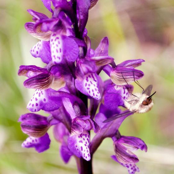 Anacamptis morio, orchidea morio